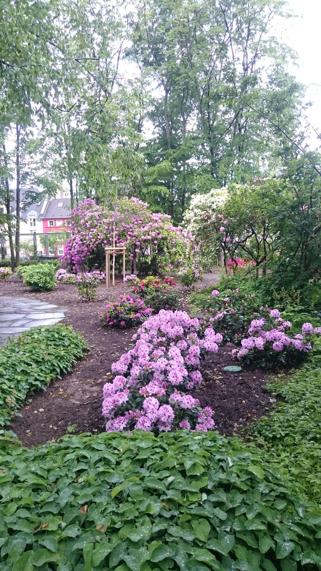 2705 Neue Rhododendren im Botanischen Garten_2.jpg